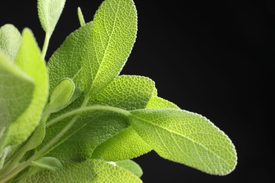 Photo of Green sage leaves on black background, closeup