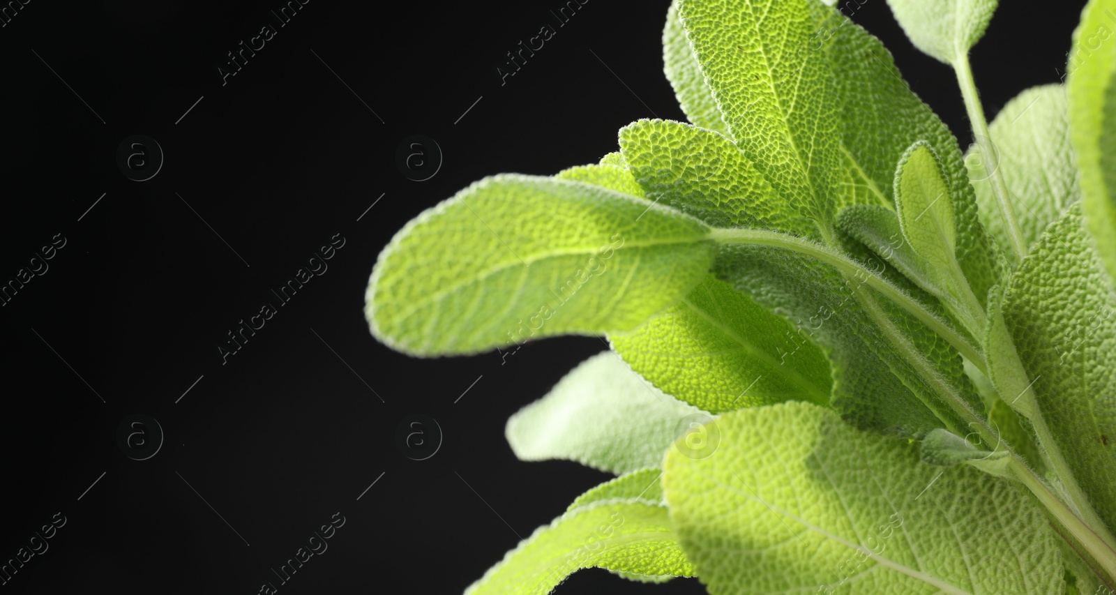 Photo of Green sage leaves on black background, closeup. Space for text