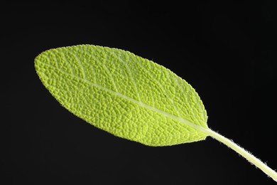 Photo of One sage leaf on black background, closeup