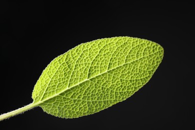 Photo of One sage leaf on black background, closeup