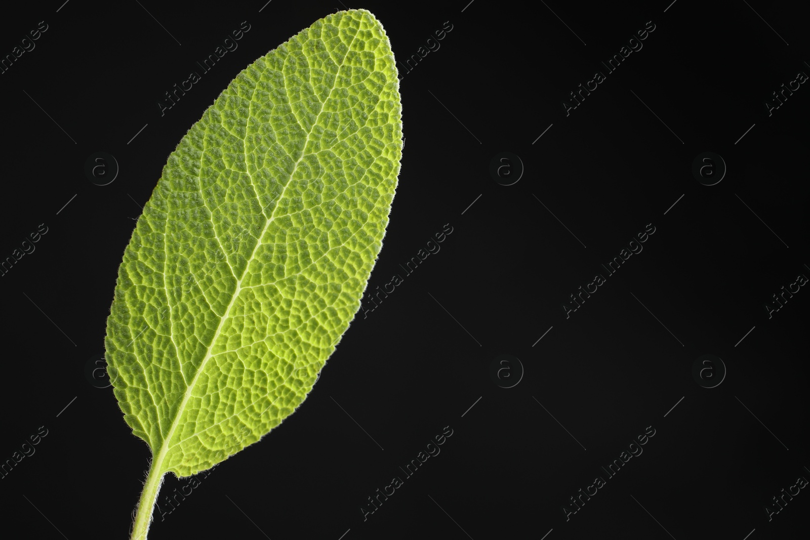 Photo of One sage leaf on black background, closeup. Space for text