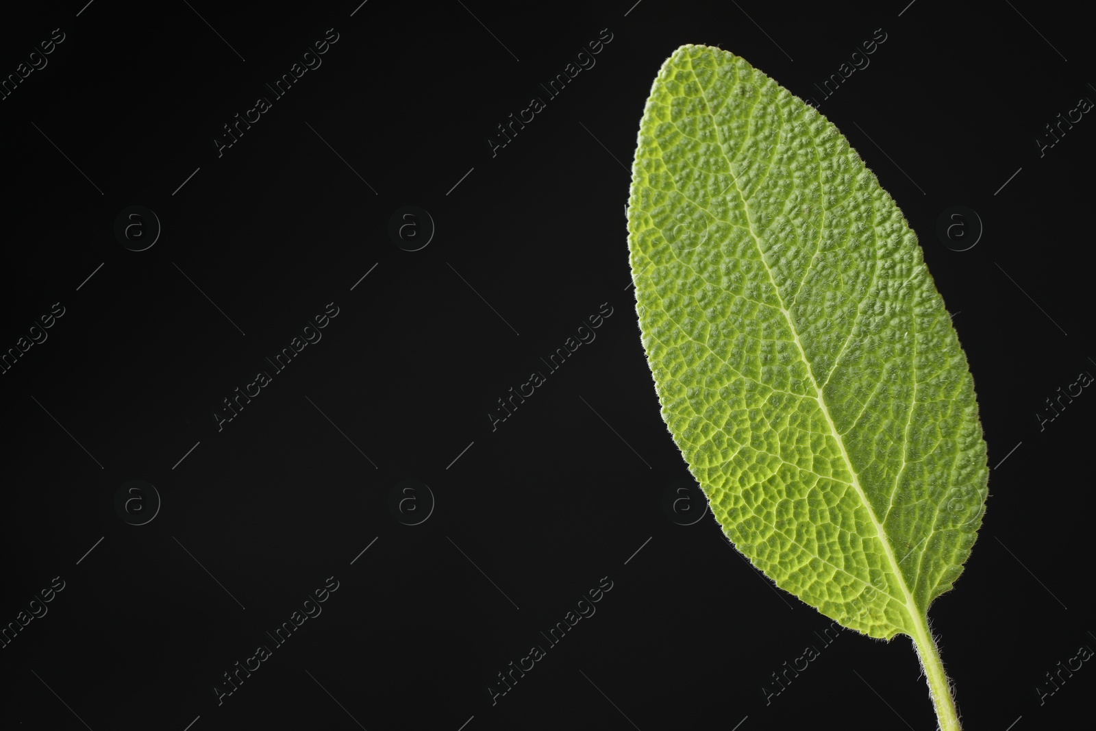 Photo of One sage leaf on black background, closeup. Space for text