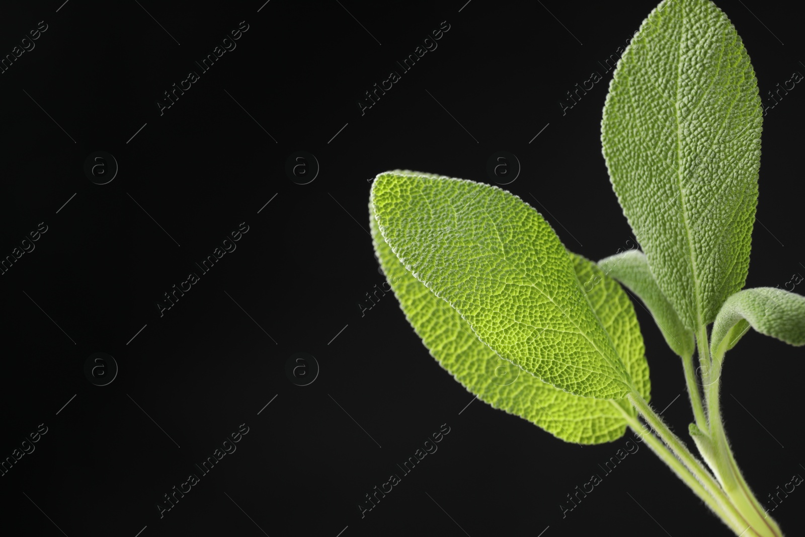 Photo of Green sage leaves on black background, closeup. Space for text