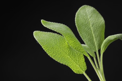 Photo of Green sage leaves on black background, closeup