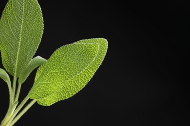 Photo of Green sage leaves on black background, closeup. Space for text