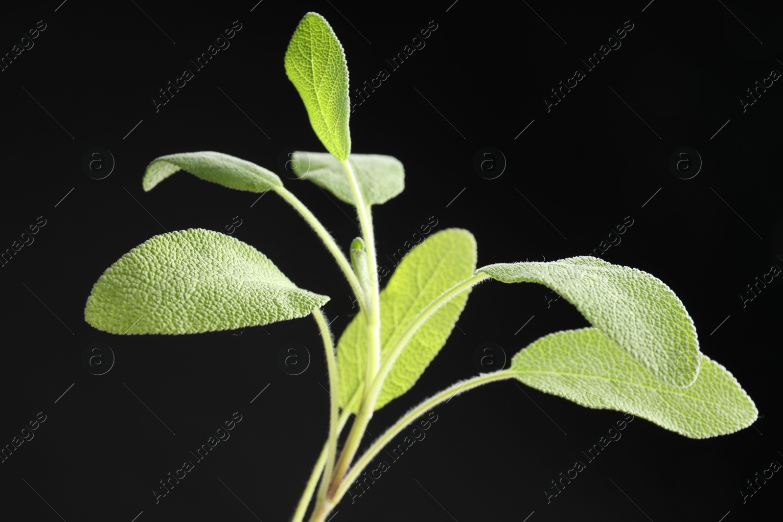 Photo of Green sage leaves on black background, closeup