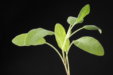 Photo of Green sage leaves on black background, closeup