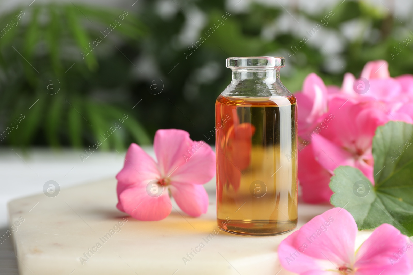 Photo of Bottle of geranium essential oil and beautiful flowers on white table, closeup