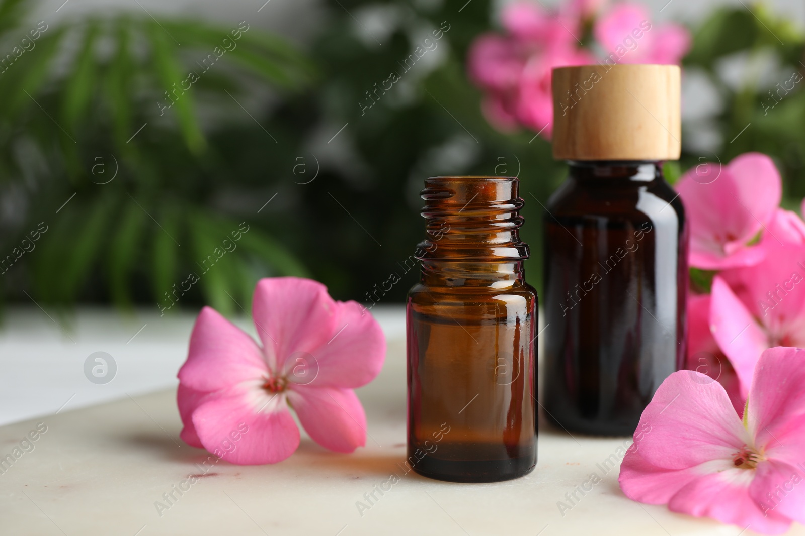 Photo of Bottle of geranium essential oil and beautiful flowers on white table, closeup