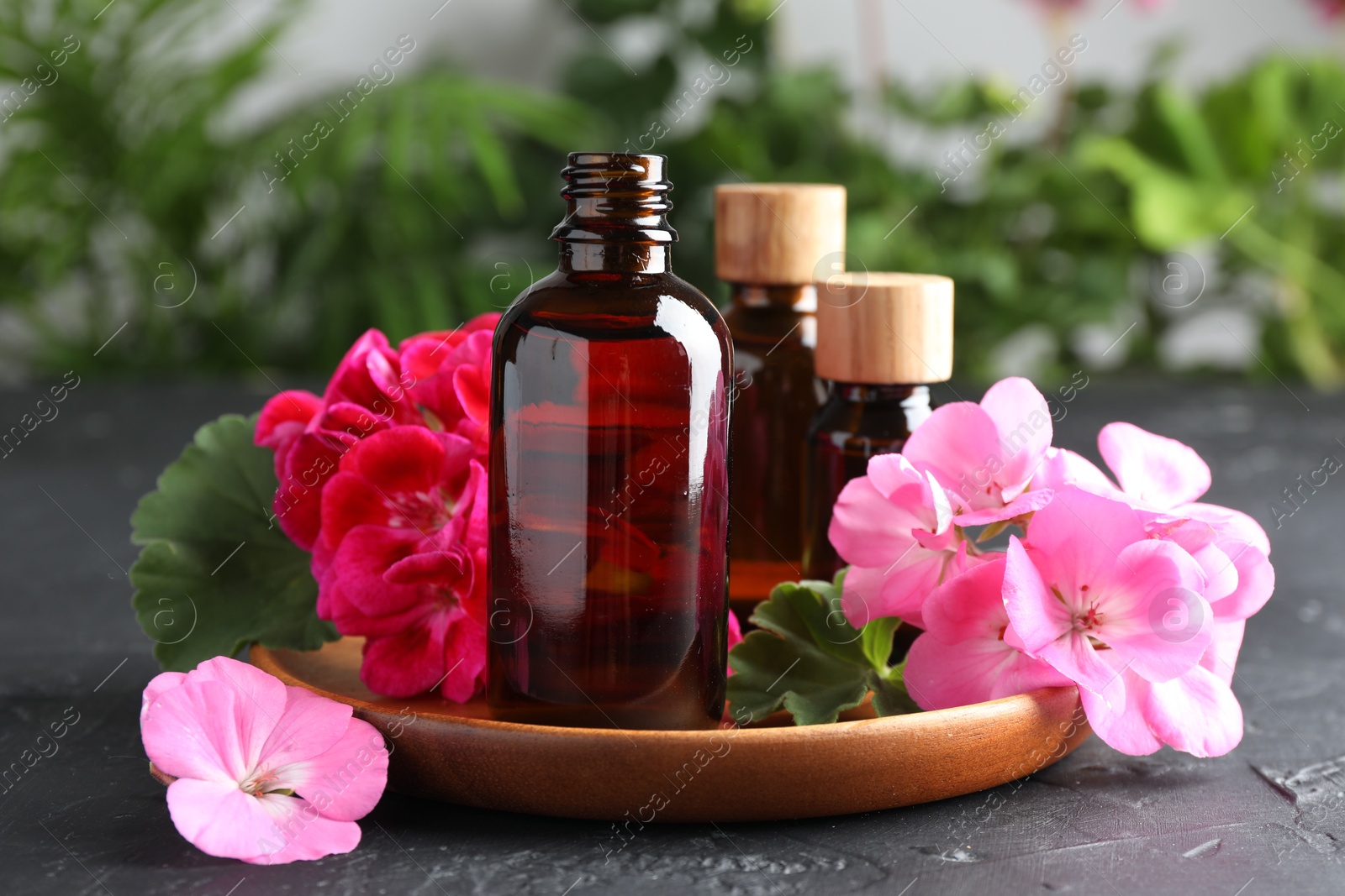 Photo of Bottles of geranium essential oil and beautiful flowers on black table, closeup