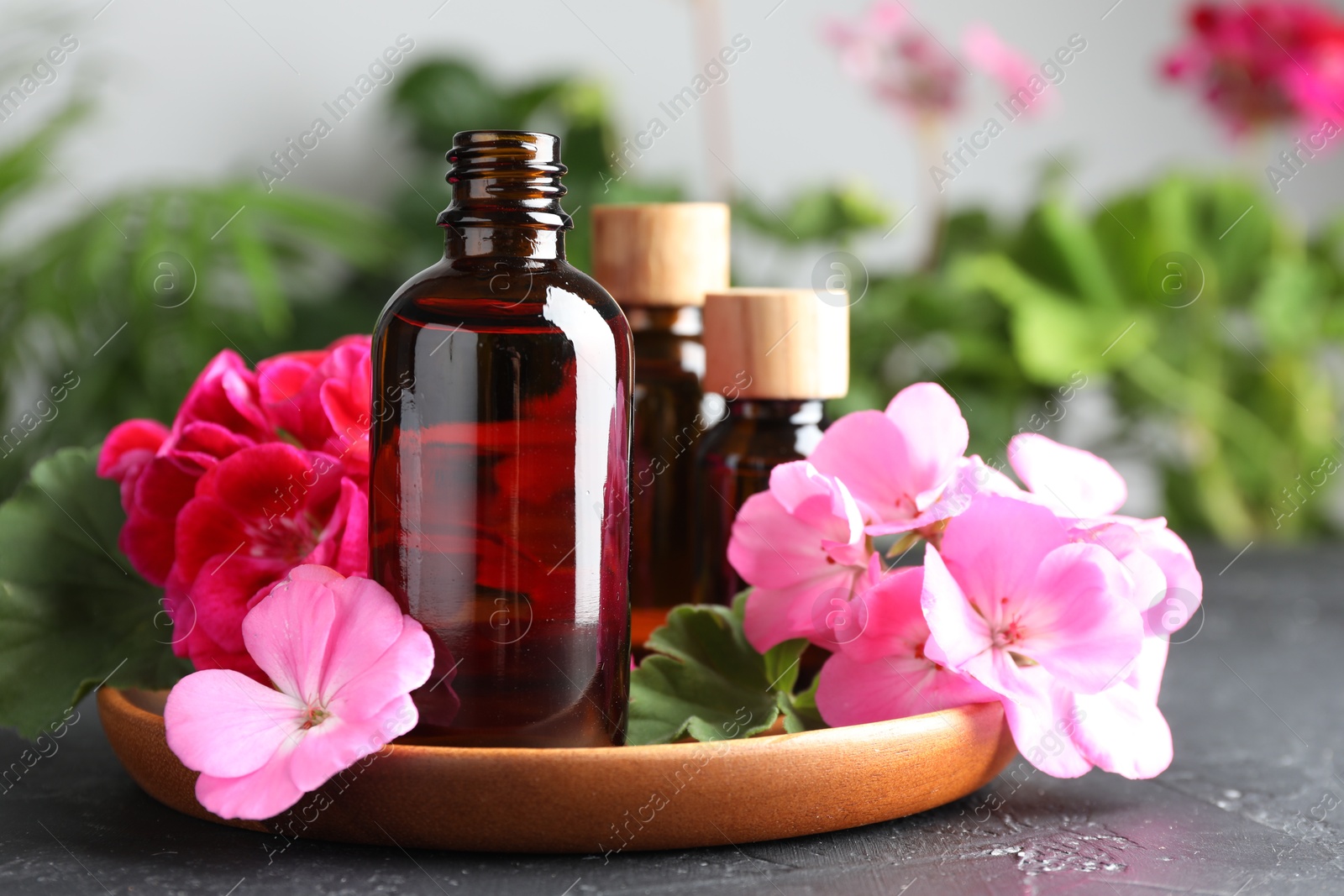 Photo of Bottles of geranium essential oil and beautiful flowers on black table, closeup