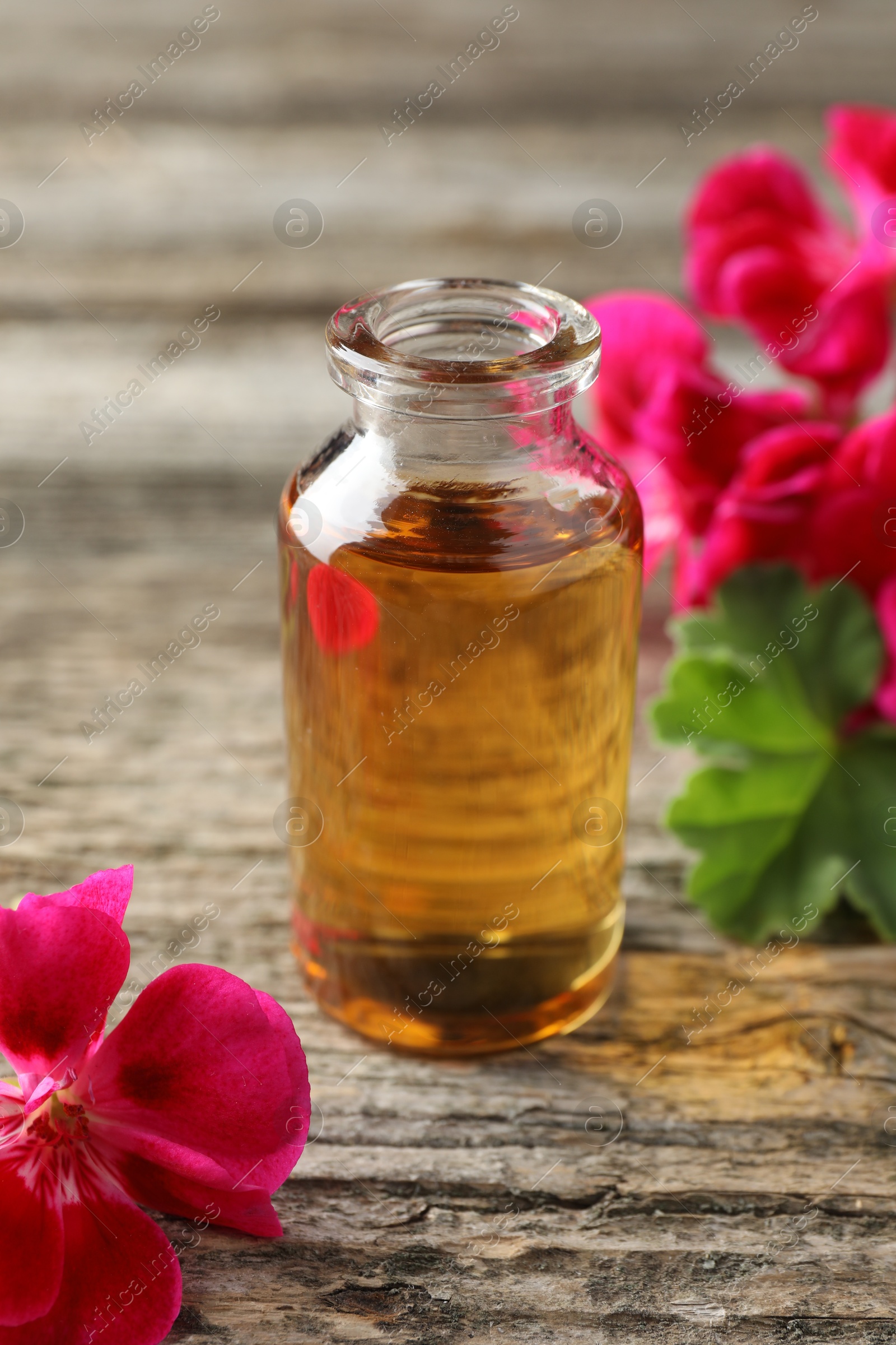 Photo of Bottle of geranium essential oil and beautiful flowers on wooden table, closeup