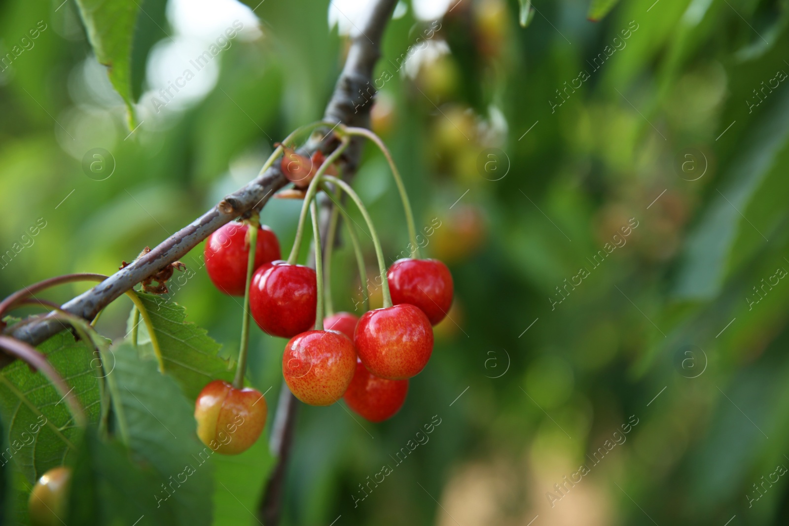 Photo of Cherry tree with green leaves and unripe berries growing outdoors, closeup. Space for text