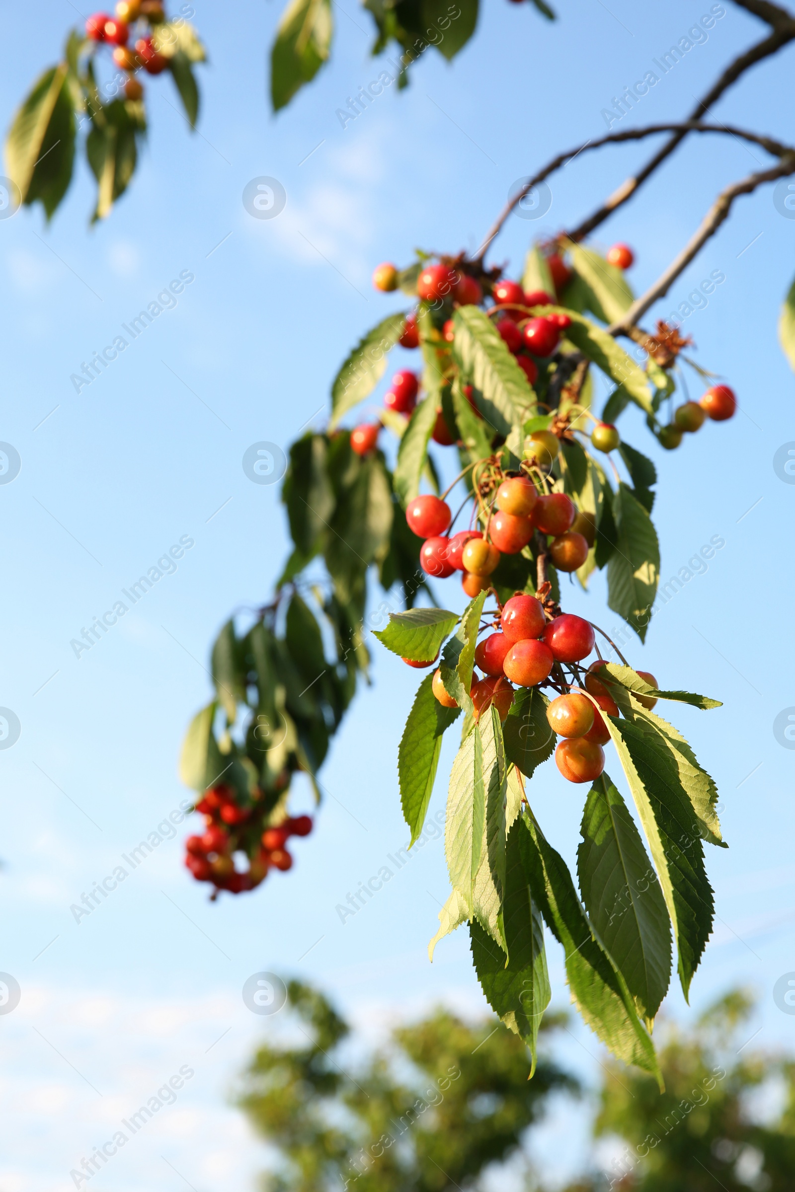 Photo of Cherry tree with green leaves and unripe berries growing outdoors, closeup