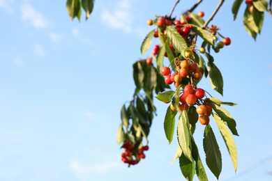 Photo of Cherry tree with green leaves and unripe berries growing outdoors, closeup. Space for text