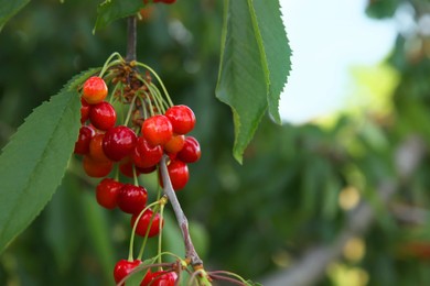 Photo of Cherry tree with green leaves and ripe berries growing outdoors. Space for text