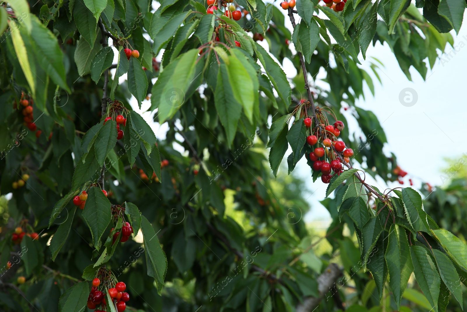 Photo of Cherry tree with green leaves and ripe berries growing outdoors