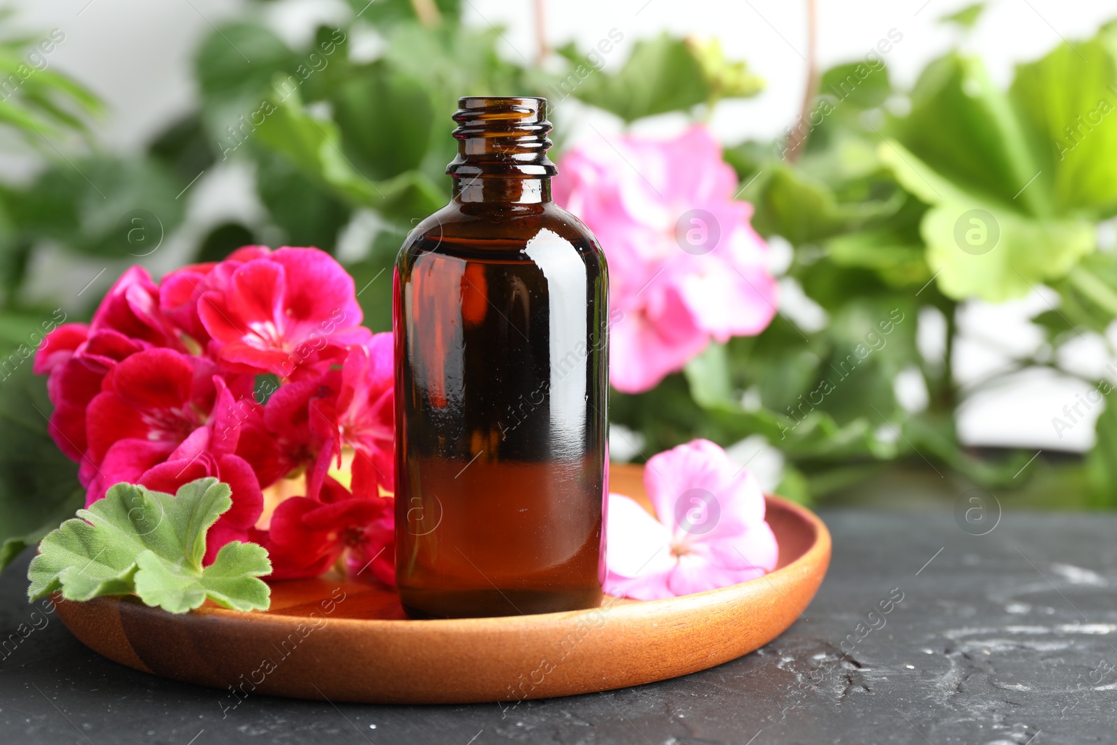 Photo of Bottles of geranium essential oil and beautiful flowers on black table, closeup