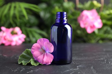 Photo of Bottle of geranium essential oil and beautiful flower on black table, closeup