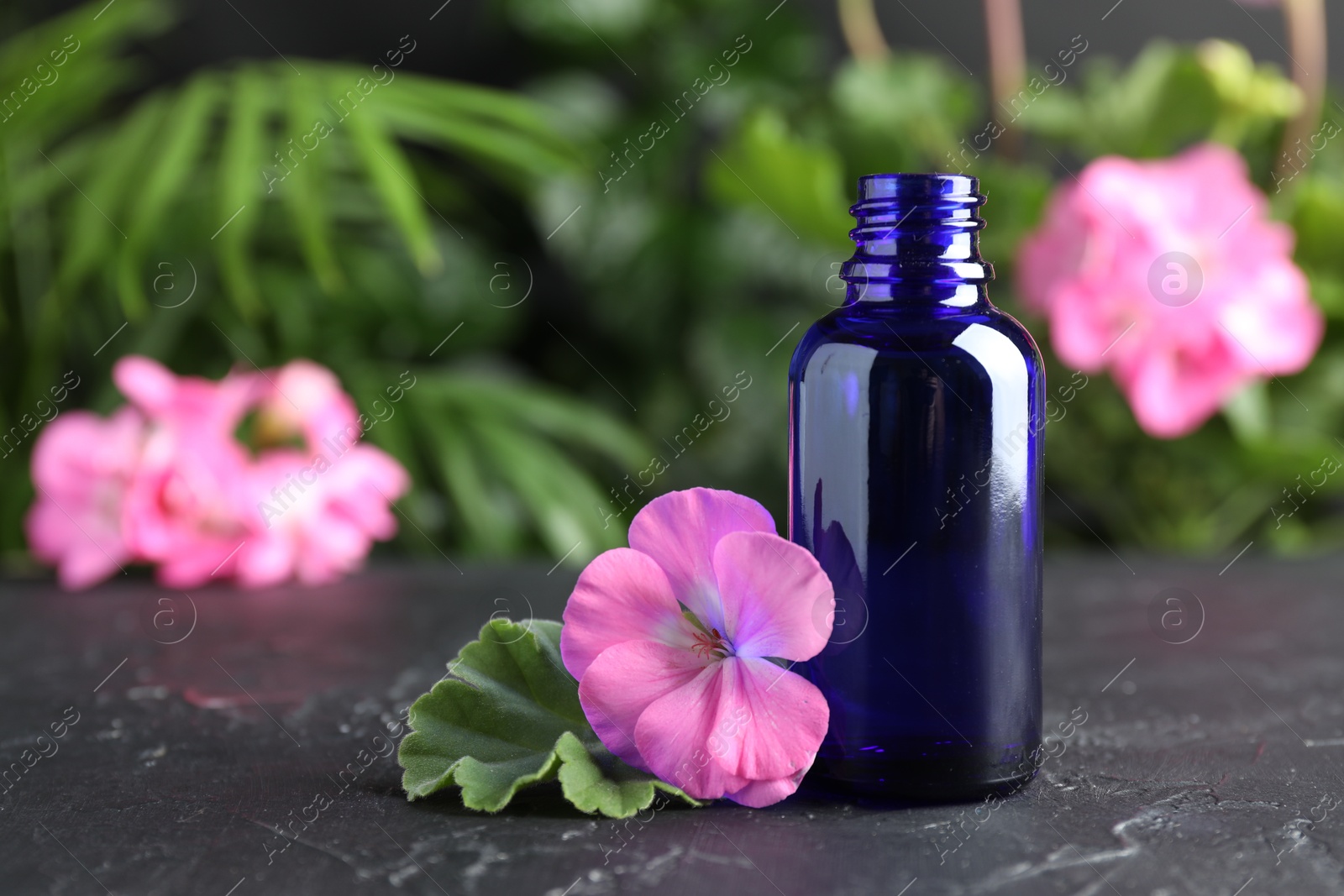 Photo of Bottle of geranium essential oil and beautiful flower on black table, closeup