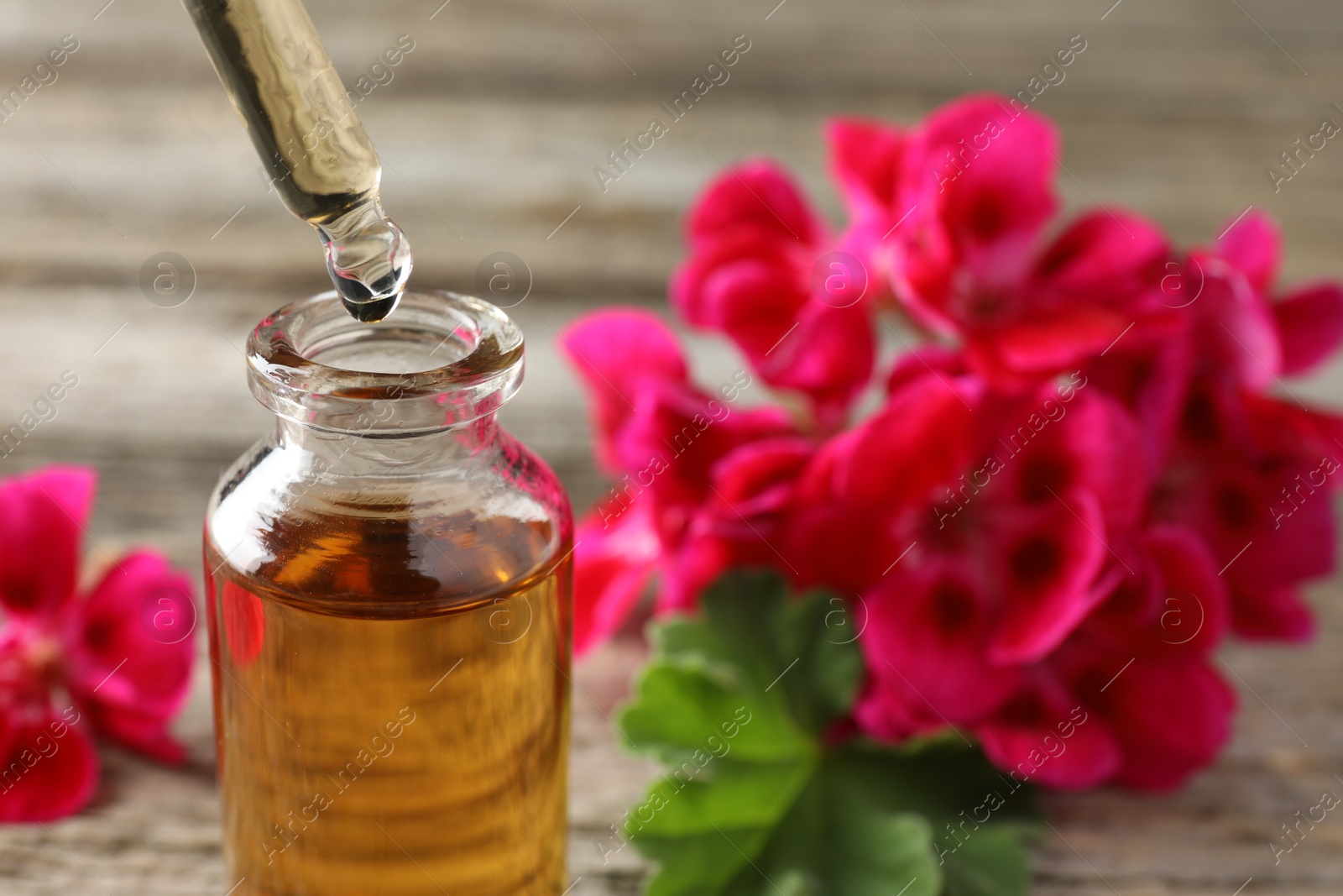 Photo of Geranium essential oil dripping from pipette into bottle on table, closeup