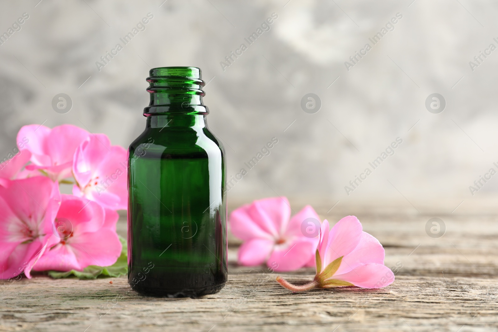 Photo of Bottle of geranium essential oil and beautiful flowers on wooden table, closeup. Space for text