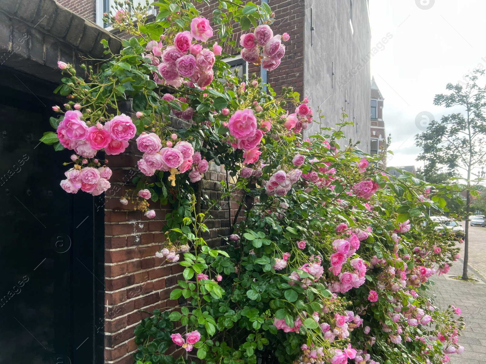 Photo of Bush with beautiful pink roses blooming on city street