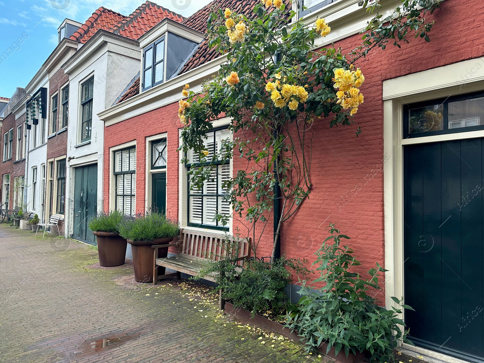 Photo of Beautiful plants growing outside houses on city street