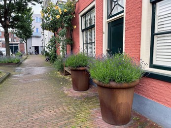 Photo of Beautiful plants growing outside houses on city street