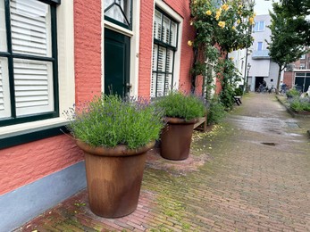 Beautiful plants growing outside houses on city street