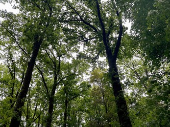 Photo of Beautiful trees growing outdoors, low angle view