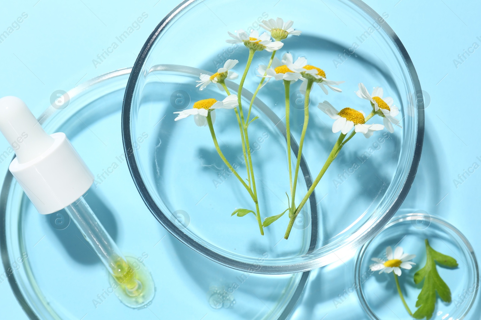 Photo of Petri dishes with chamomile flowers and pipette on light blue background, top view