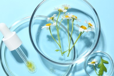 Photo of Petri dishes with chamomile flowers and pipette on light blue background, top view