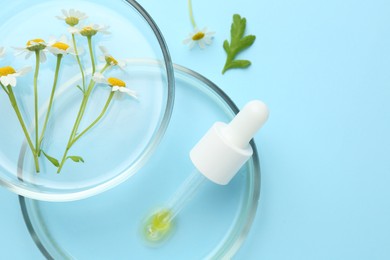 Photo of Petri dishes with chamomile flowers and pipette on light blue background, top view. Space for text