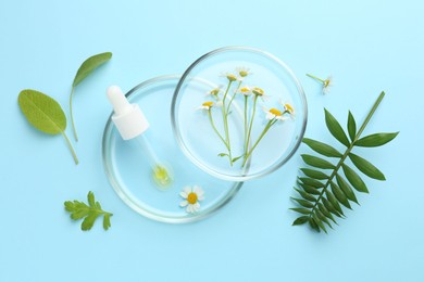 Photo of Petri dishes with chamomile flowers, green leaves and pipette on light blue background, top view