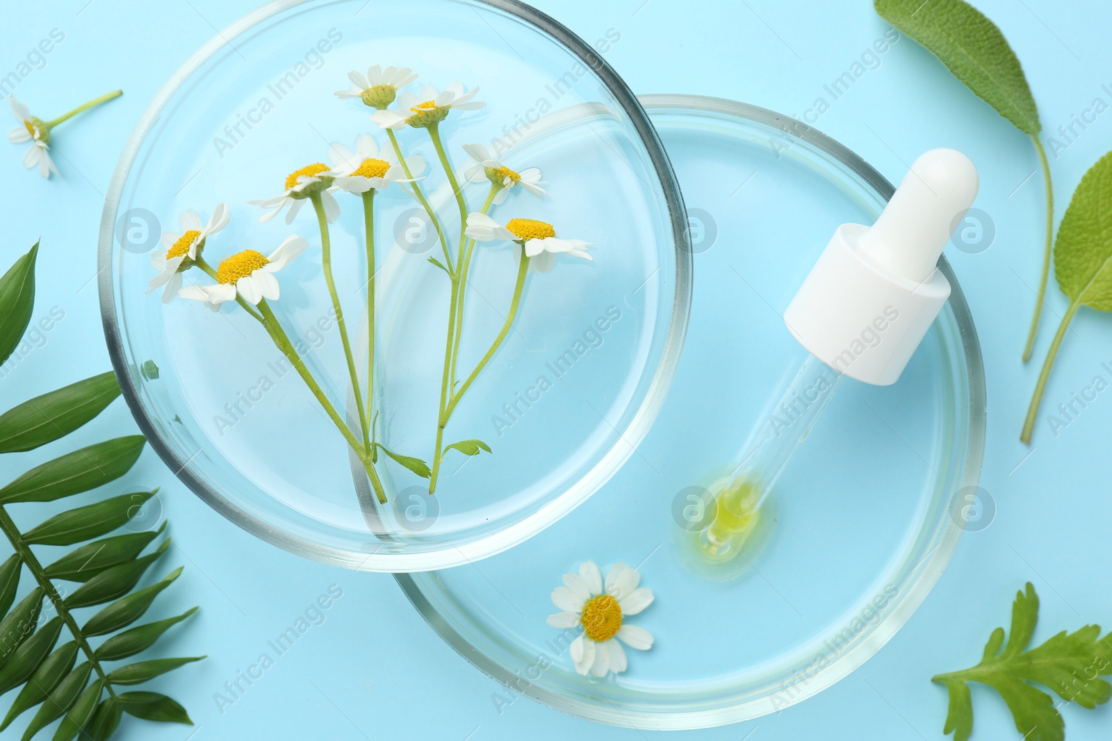 Photo of Petri dishes with chamomile flowers, green leaves and pipette on light blue background, top view