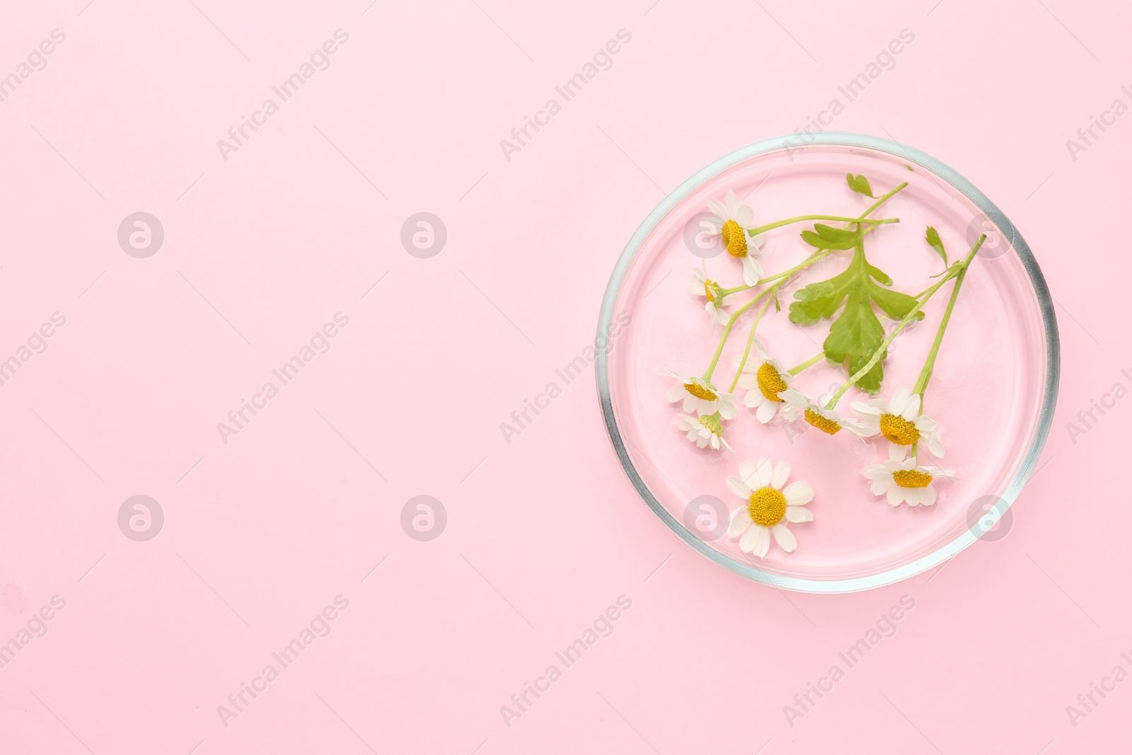 Photo of Petri dish with chamomile flowers on pink background, top view. Space for text