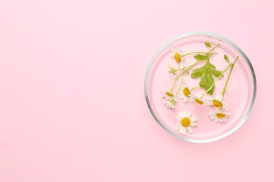 Photo of Petri dish with chamomile flowers on pink background, top view. Space for text