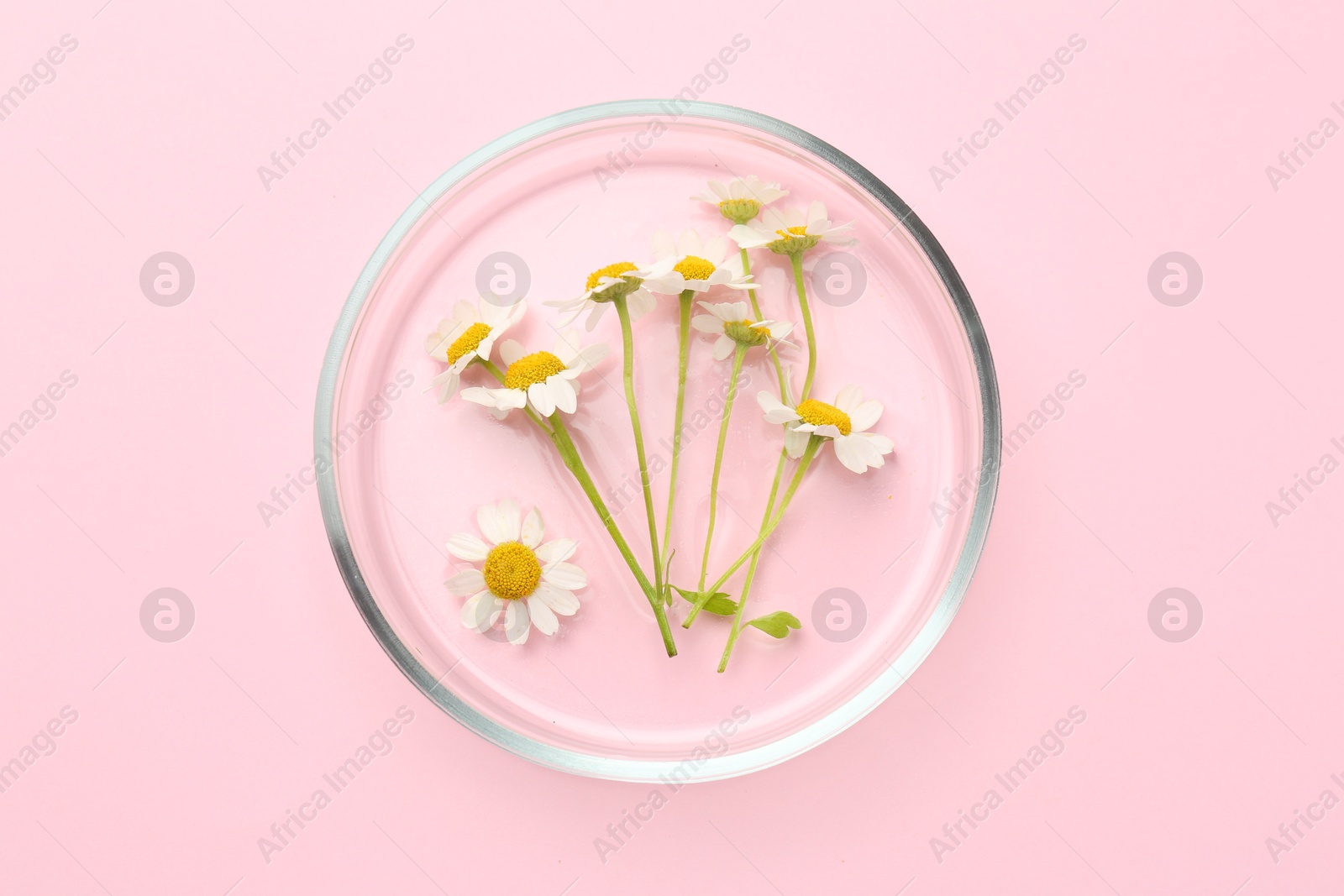 Photo of Petri dish with chamomile flowers on pink background, top view