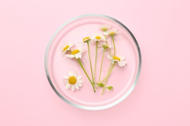 Photo of Petri dish with chamomile flowers on pink background, top view