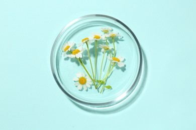 Photo of Petri dish with chamomile flowers on light blue background, top view