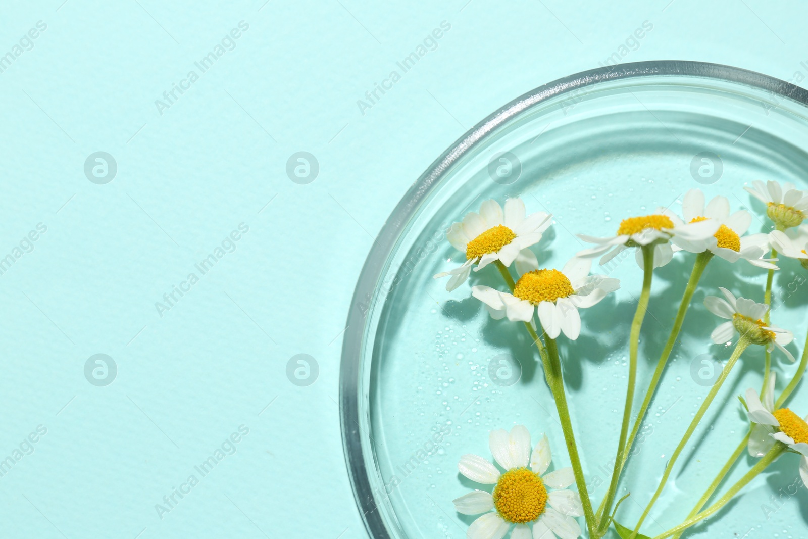 Photo of Petri dish with chamomile flowers on light blue background, top view. Space for text