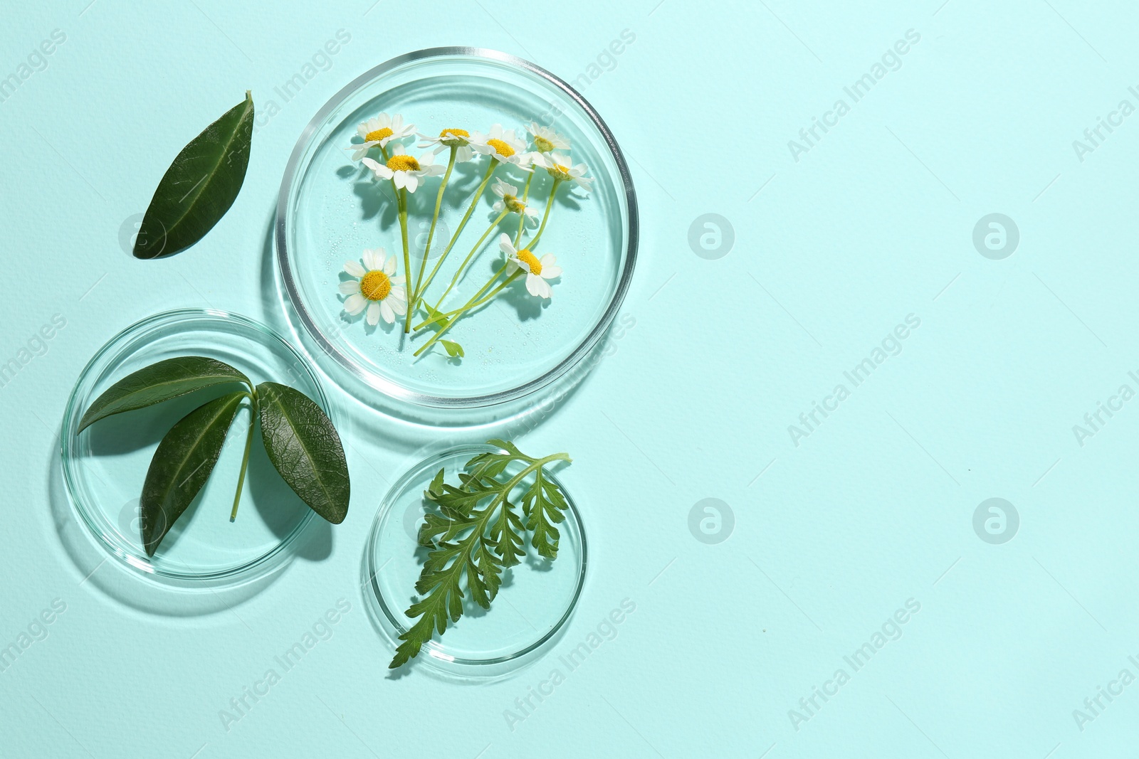 Photo of Petri dishes with chamomile flowers and green leaves on light blue background, top view. Space for text