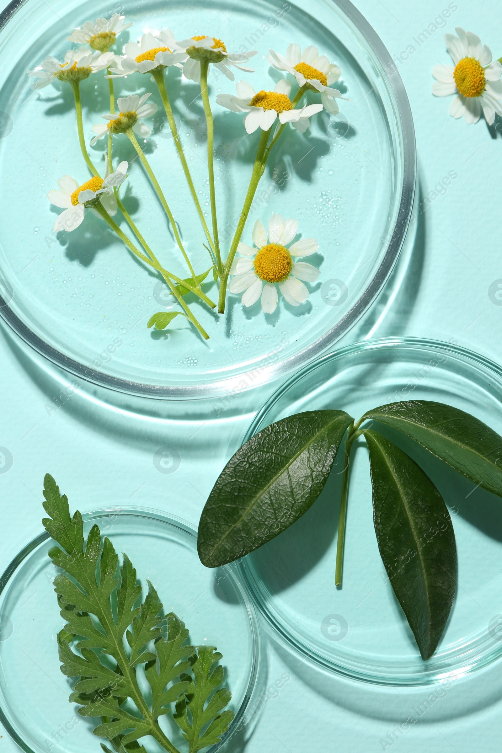 Photo of Petri dishes with chamomile flowers and green leaves on light blue background, top view