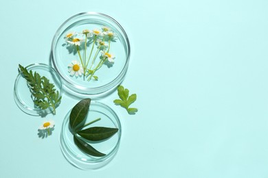 Photo of Petri dishes with chamomile flowers and green leaves on light blue background, top view. Space for text