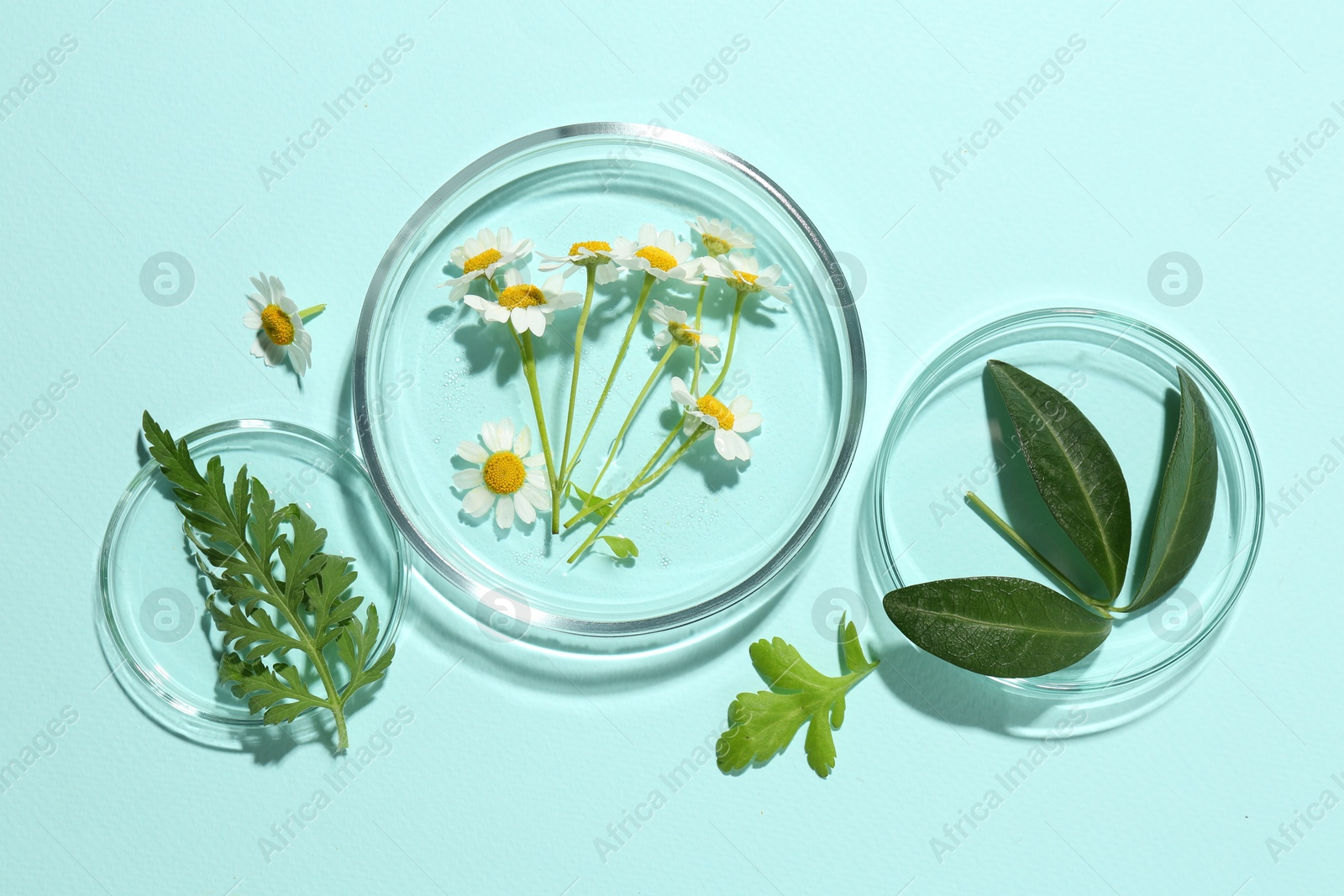 Photo of Petri dishes with chamomile flowers and green leaves on light blue background, top view