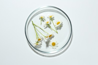 Photo of Petri dish with chamomile flowers isolated on white, top view