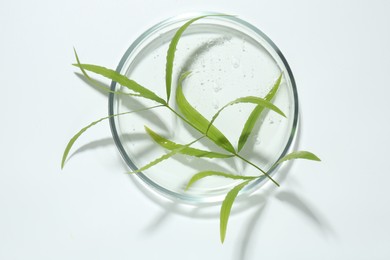 Photo of Petri dish with green twig isolated on white, top view