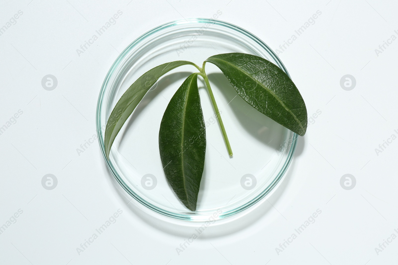 Photo of Petri dish with green leaves isolated on white, top view