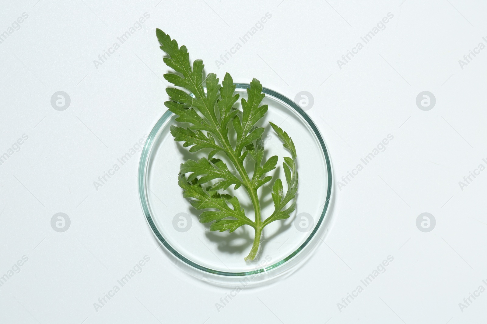 Photo of Petri dish with green leaf isolated on white, top view